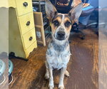 Small Photo #2 Mutt Puppy For Sale in Oakhurst, NJ, USA