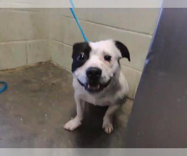 Medium Photo #1 Staffordshire Bull Terrier Puppy For Sale in Tulsa, OK, USA