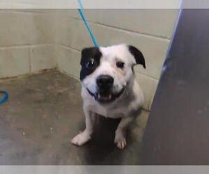 Staffordshire Bull Terrier Dogs for adoption in Tulsa, OK, USA