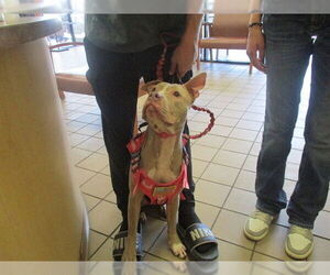 American Pit Bull Terrier Dogs for adoption in Ocala, FL, USA