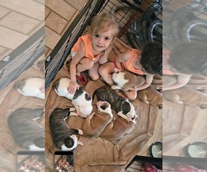 Alapaha Blue Blood Bulldog Litter for sale in SHELOCTA, PA, USA