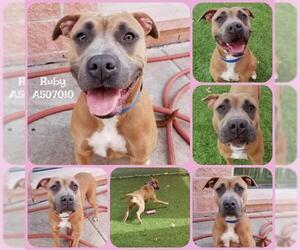 American Staffordshire Terrier Dogs for adoption in San Antonio, TX, USA