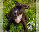 Small #4 Staffordshire Bull Terrier Mix