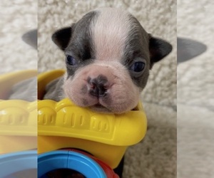 Boston Terrier Puppy for sale in CRKD RVR RNCH, OR, USA