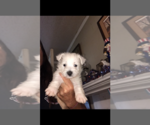 West Highland White Terrier Puppy for sale in S BRUNSWICK, NC, USA