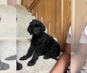 Goldendoodle-Poodle (Standard) Mix Puppy for sale in CONROE, TX, USA