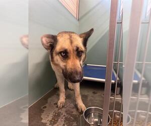 German Shepherd Dog Dogs for adoption in Camarillo, CA, USA