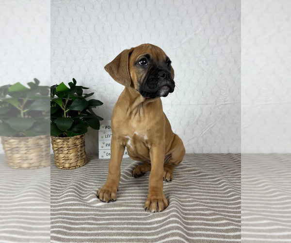Medium Photo #2 Boxer Puppy For Sale in GREENFIELD, IN, USA
