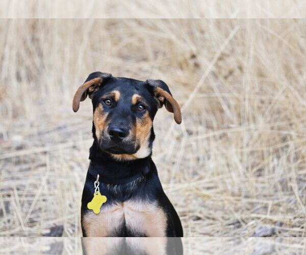 Medium Photo #28 Doberman Pinscher-German Shepherd Dog Mix Puppy For Sale in Sandy, UT, USA