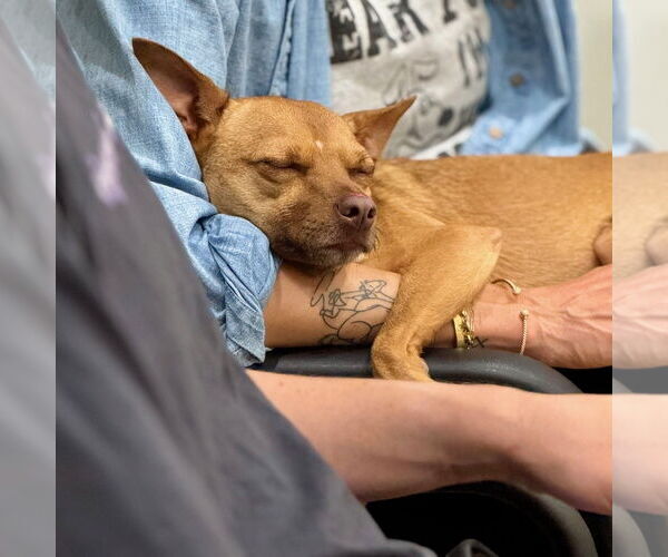 Medium Photo #3 Chihuahua-Unknown Mix Puppy For Sale in Hilton Head, SC, USA