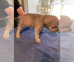 Small Photo #2 American Pit Bull Terrier Puppy For Sale in LODI, CA, USA
