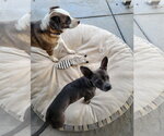 Small #4 French Bulldog Mix