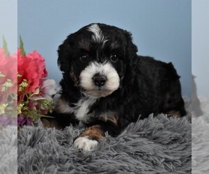 Aussiedoodle Miniature Puppy for sale in SUNBURY, PA, USA