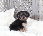 Image preview for Ad Listing. Nickname: Javan