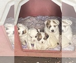 Small Photo #5 Great Pyrenees Puppy For Sale in WOODLAND, WA, USA