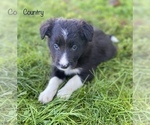 Small Photo #13 Border Collie Puppy For Sale in MYERSTOWN, PA, USA