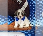 Small #1 Maltipoo