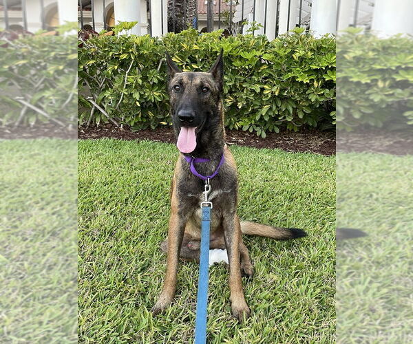 Medium Photo #5 Mutt Puppy For Sale in Imlay City, MI, USA