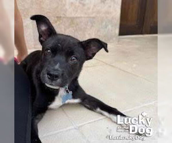 Medium Photo #1 Labrador Retriever-Unknown Mix Puppy For Sale in Washington, DC, USA