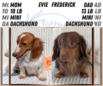 Small Photo #35 Dachshund Puppy For Sale in GOSHEN, IN, USA
