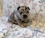 Small #9 French Bulldog