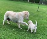 Small #10 English Cream Golden Retriever
