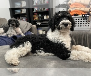 Bernedoodle (Miniature) Puppy for sale in ZEELAND, MI, USA