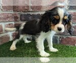 Small #2 Cavalier King Charles Spaniel