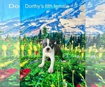 Image preview for Ad Listing. Nickname: Dorthys Litter