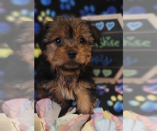 Medium Photo #6 Yorkshire Terrier Puppy For Sale in AKRON, OH, USA