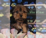 Small Photo #6 Yorkshire Terrier Puppy For Sale in AKRON, OH, USA