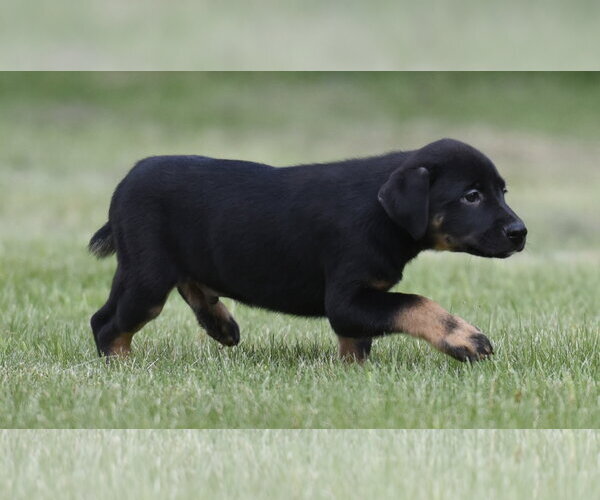 Medium Photo #2 Borador Puppy For Sale in Mechanicsburg, PA, USA