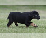 Small #1 Borador