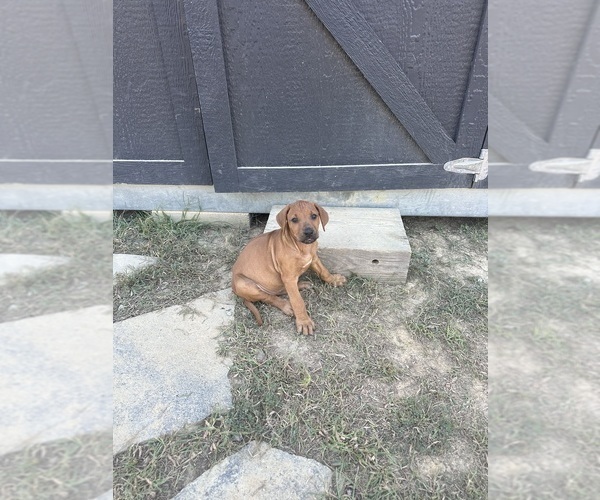 Medium Photo #13 Rhodesian Ridgeback Puppy For Sale in ROME, GA, USA