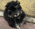 Small #2 Poodle (Miniature)