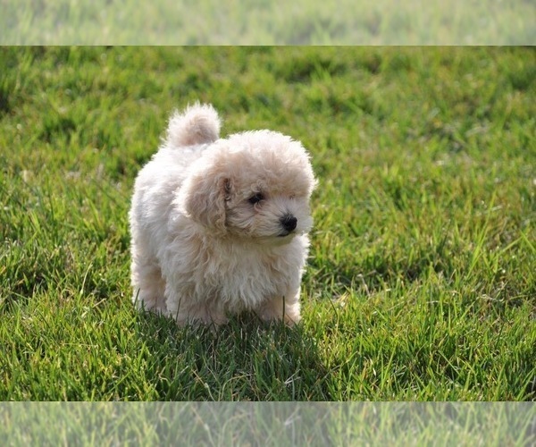 Medium Photo #2 Maltipoo Puppy For Sale in EMIT, NC, USA