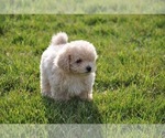 Small Photo #2 Maltipoo Puppy For Sale in EMIT, NC, USA