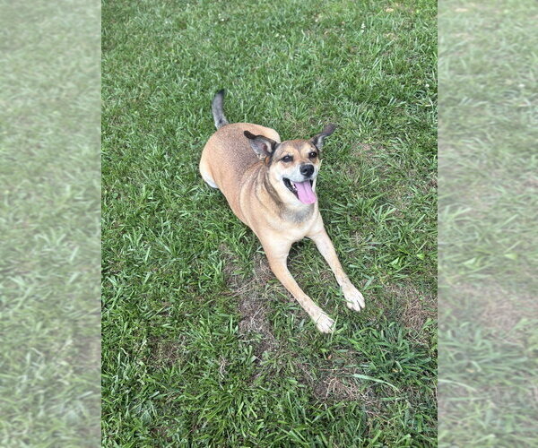 Medium Photo #4 Carolina Dog-Unknown Mix Puppy For Sale in Boston, MA, USA