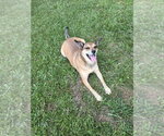 Small #3 Carolina Dog Mix