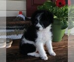 Small Photo #3 Aussiedoodle-Poodle (Miniature) Mix Puppy For Sale in GAP, PA, USA