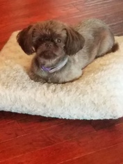 Mother of the Shih Tzu puppies born on 10/27/2018