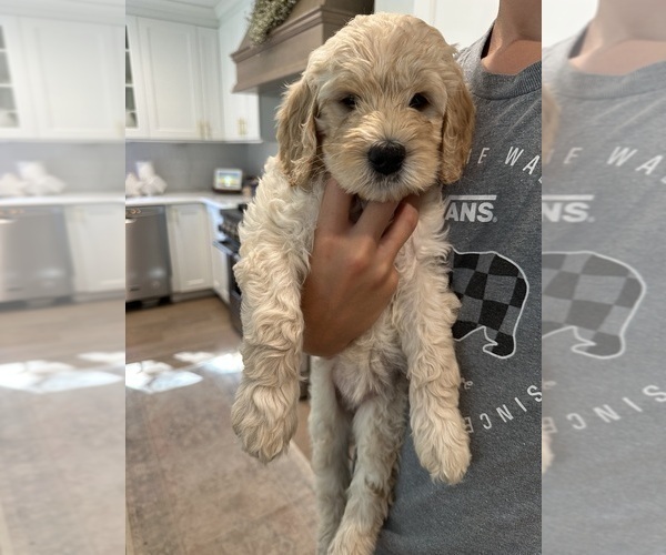 Medium Photo #1 Goldendoodle Puppy For Sale in CAPE MAY COURT HOUSE, NJ, USA