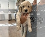 Puppy Summer Goldendoodle