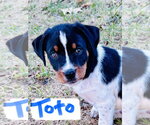 Toto - Male Mutt Dog for Adoption - Small photo