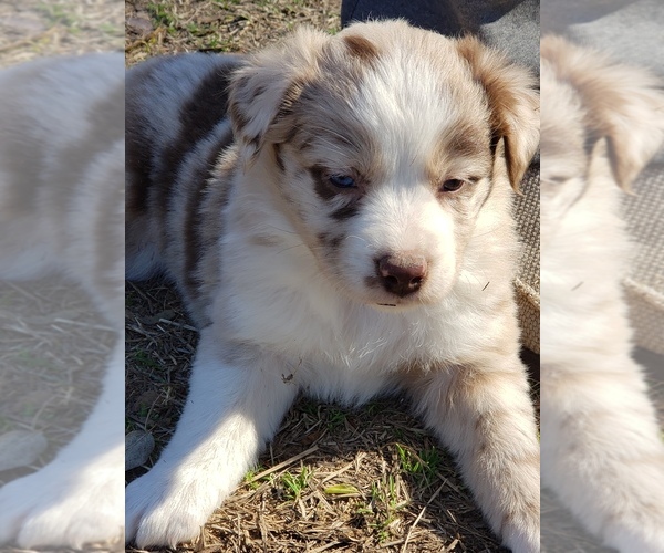 Medium Photo #1 Australian Shepherd Puppy For Sale in TYLER, TX, USA