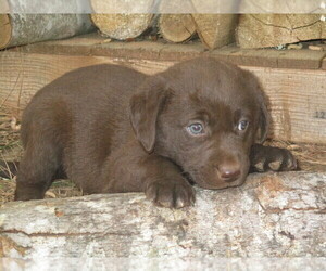 Labradoodle-Labrador Retriever Mix Puppy for sale in RUTHERFORDTON, NC, USA