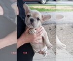 Small Photo #13 French Bulldog Puppy For Sale in BATTLE CREEK, MI, USA