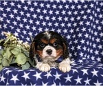 Small Photo #7 Cavalier King Charles Spaniel Puppy For Sale in QUARRYVILLE, PA, USA