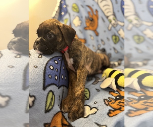 Medium Photo #9 Boxer Puppy For Sale in LANSING, MI, USA