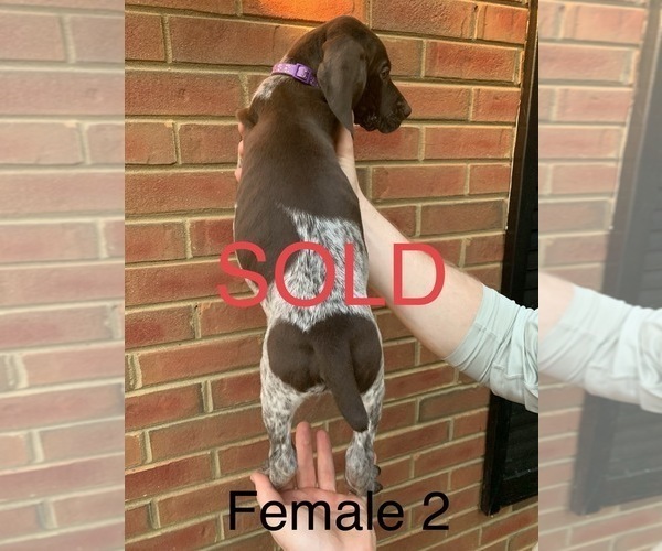 Medium Photo #19 German Shorthaired Pointer Puppy For Sale in MARIETTA, GA, USA